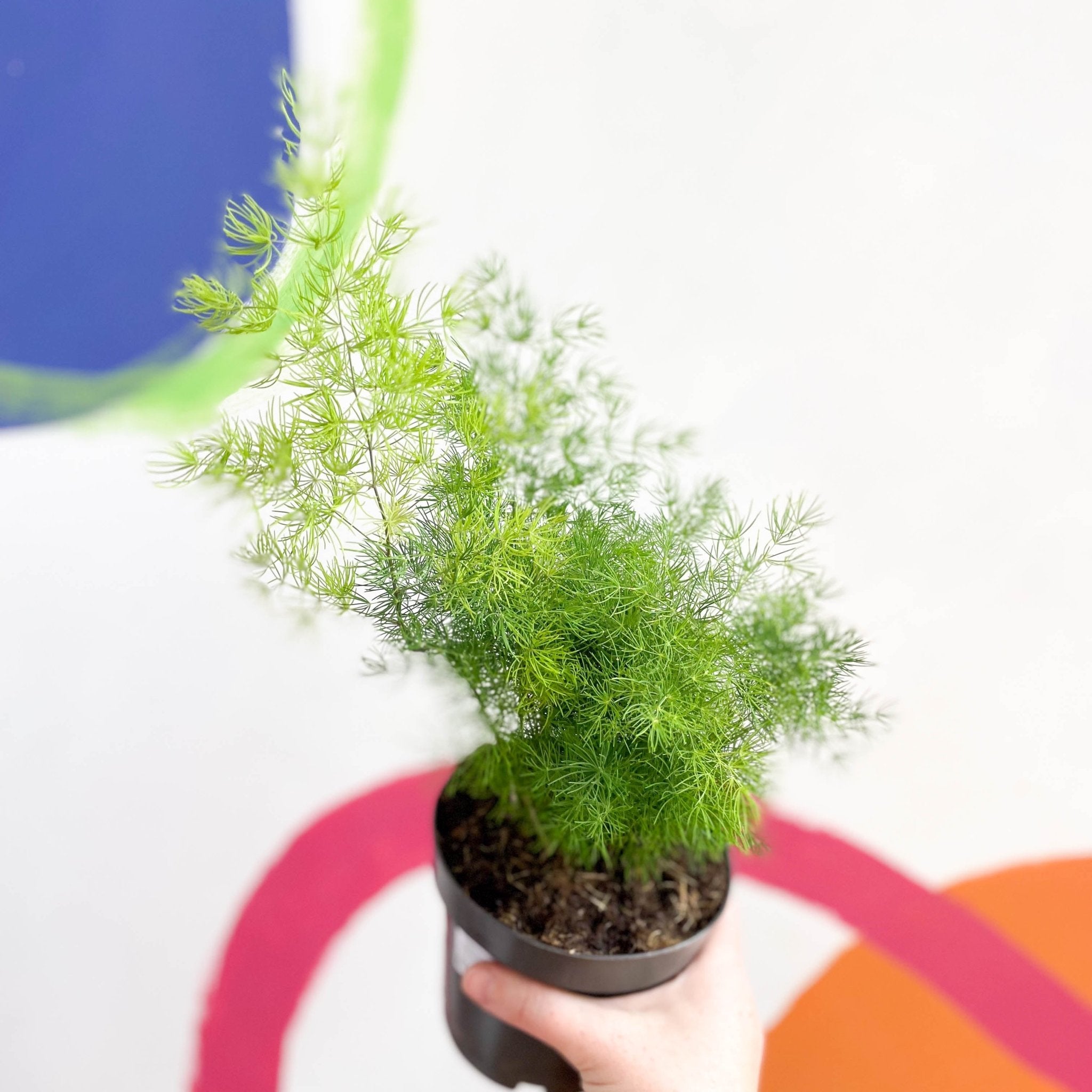 Ming Fern - Asparagus myriocladus – Sprouts of Bristol