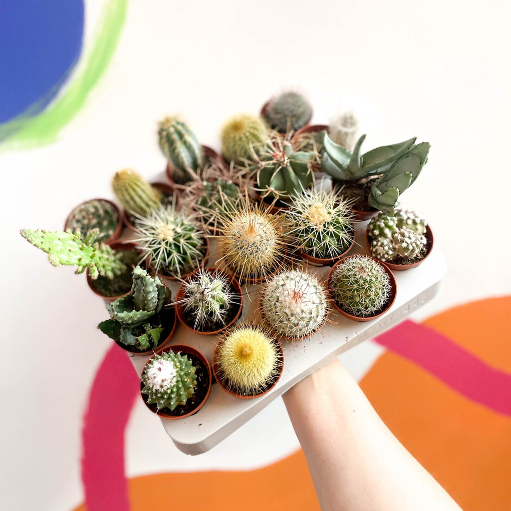Mini Cactus - Sprouts of Bristol