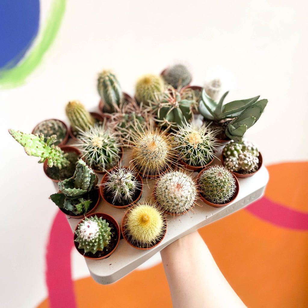 Mini Cactus - Sprouts of Bristol