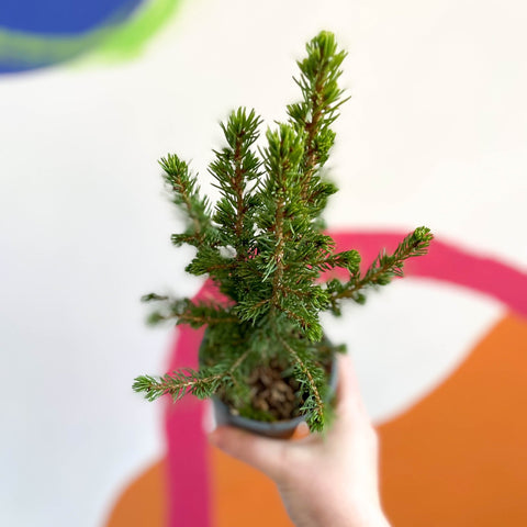 Mini Christmas Tree - White Spruce - Picea glauca ‘Perfecta’ - Sprouts of Bristol