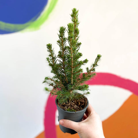 Mini Christmas Tree - White Spruce - Picea glauca ‘Perfecta’ - Sprouts of Bristol