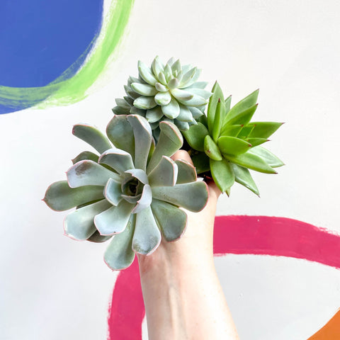 succulent plant sprouts Echeveria Succulent Lucky Dip – Sprouts of Bristol