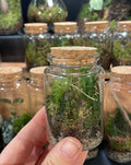Mini Flask - Bioactive Terrarium - Sprouts of Bristol