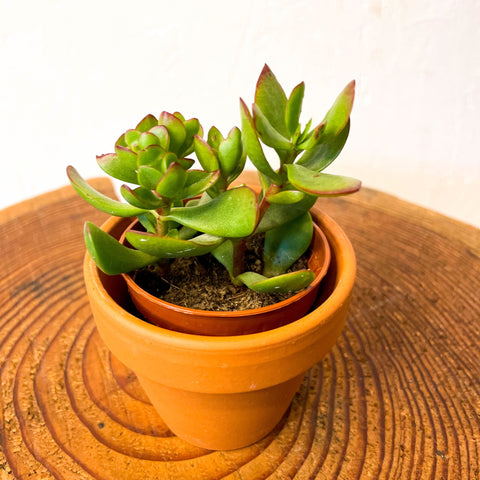 planta mini jade Mini Planta de Jade