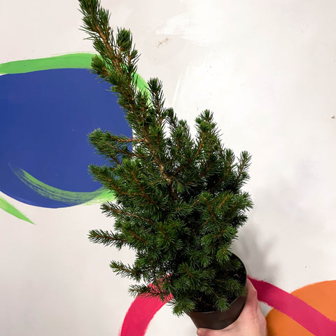 Mini Potted Christmas Tree - White Spruce - Picea glauca - Sprouts of Bristol