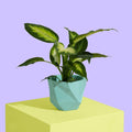 Mint Block Colour Plant Pot - Medium - Sprouts of Bristol