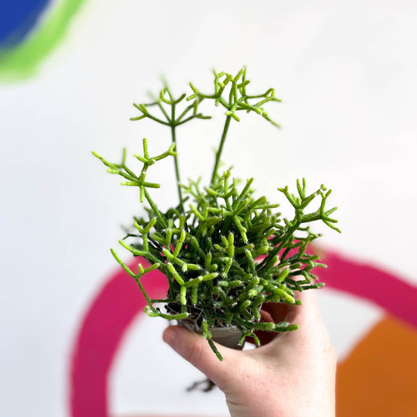 rhipsalis succulent Mistletoe Cactus