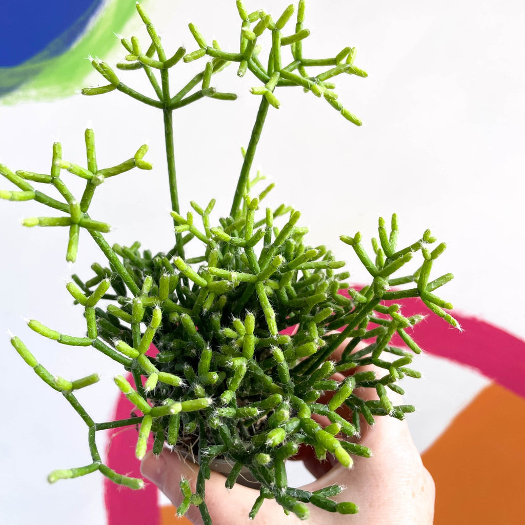 Mistletoe Cactus - Rhipsalis cereuscula - Sprouts of Bristol