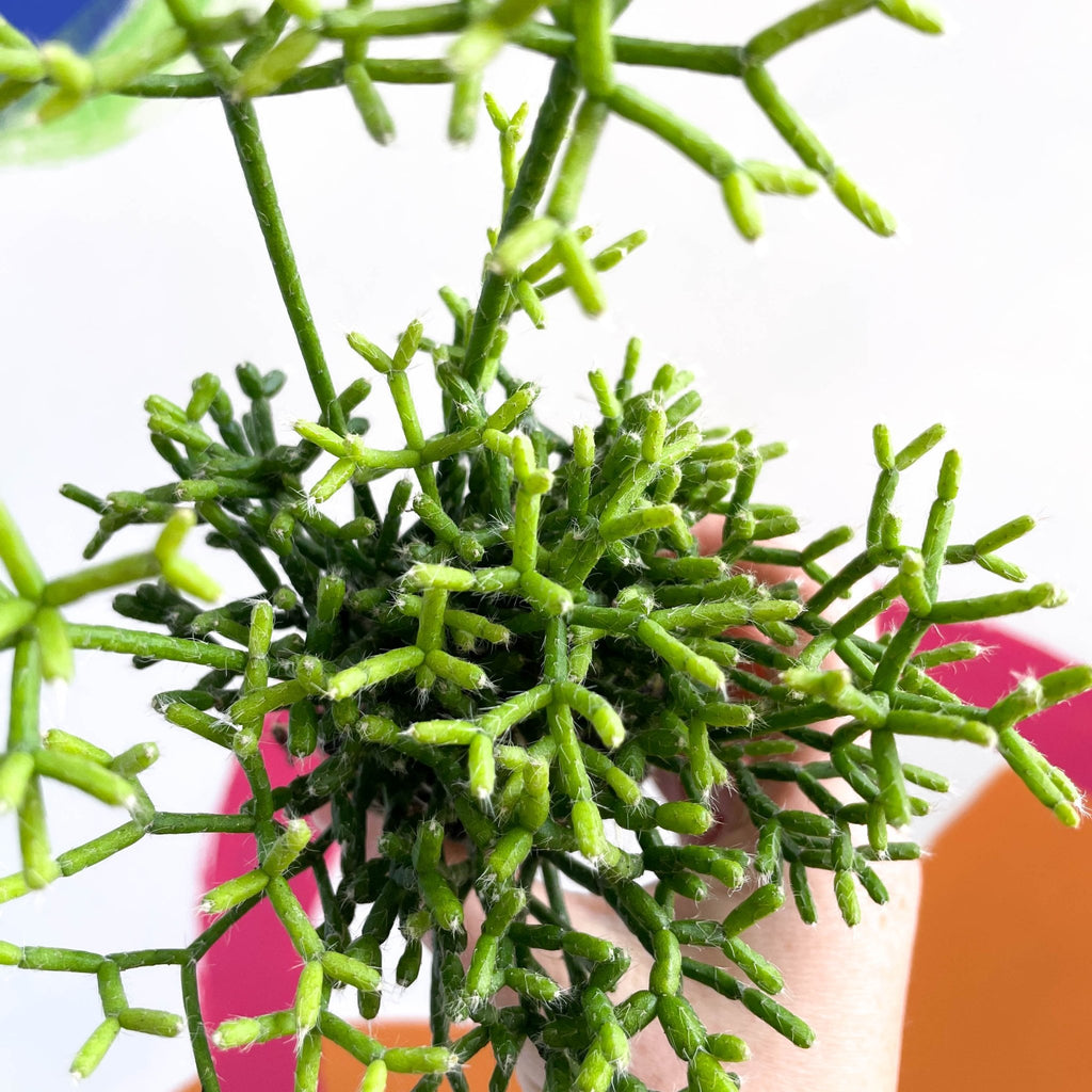 Mistletoe Cactus - Rhipsalis cereuscula - Sprouts of Bristol