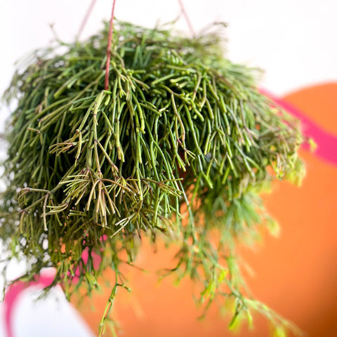Mistletoe Cactus - Rhipsalis clavata 'Easy Sweety' - Sprouts of Bristol
