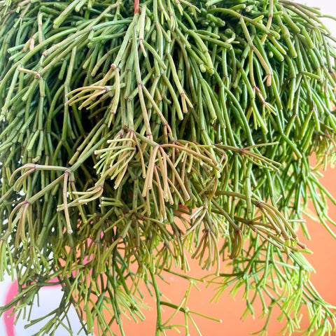 Mistletoe Cactus - Rhipsalis clavata 'Easy Sweety' - Sprouts of Bristol