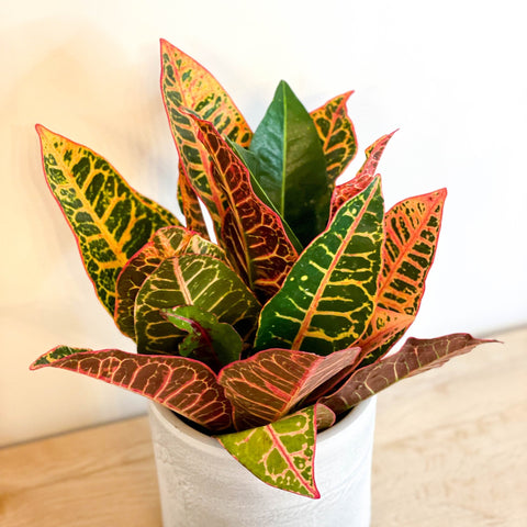 Mixed Croton - Codiaeum variegatum - Sprouts of Bristol