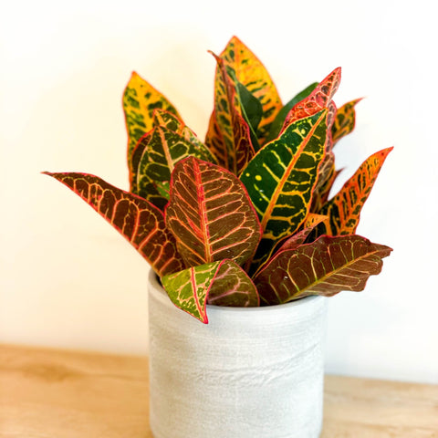 Mixed Croton - Codiaeum variegatum - Sprouts of Bristol