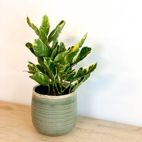 Mixed Croton - Codiaeum variegatum - Sprouts of Bristol