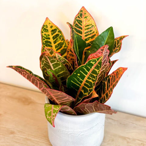 Mixed Croton - Codiaeum variegatum - Sprouts of Bristol