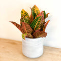 Mixed Croton - Codiaeum variegatum - Sprouts of Bristol