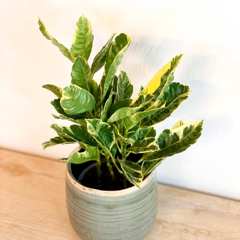 Mixed Croton - Codiaeum variegatum - Sprouts of Bristol