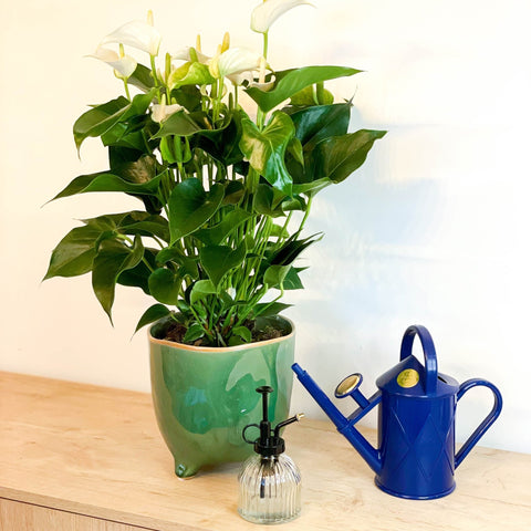 anthurium flamingo mix Flamingo Flower