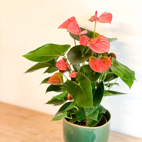Mixed Flamingo Flower - Anthurium - Sprouts of Bristol