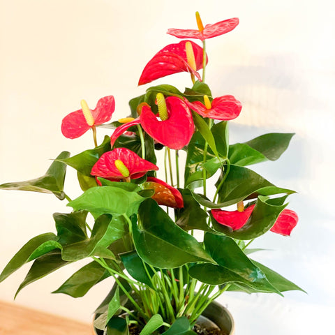 anthurium flamingo mix Flamingo Flower