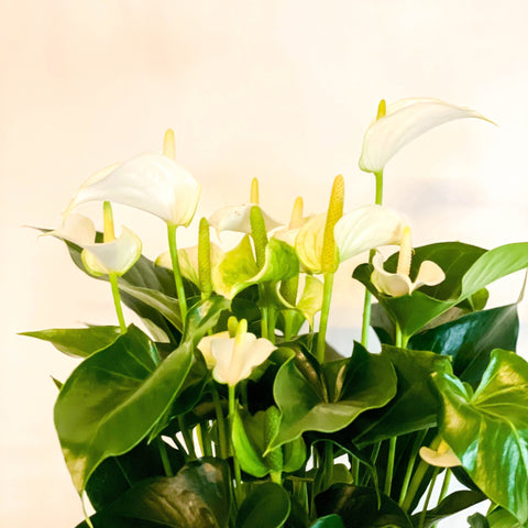anthurium flamingo mix Flamingo Flower