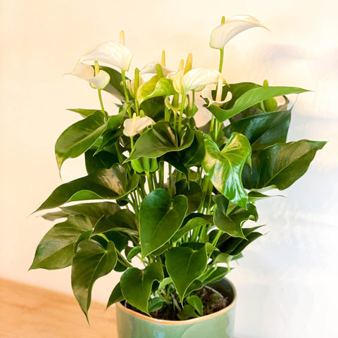 flamingo flower anthurium Flamingo Flower