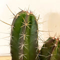 Mixed Large Cacti - Sprouts of Bristol