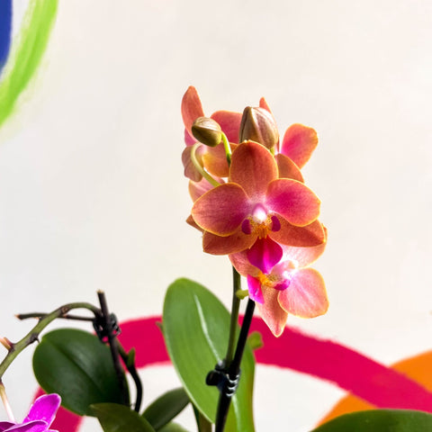 Mixed Mini Moth Orchid - Phalaenopsis - Sprouts of Bristol