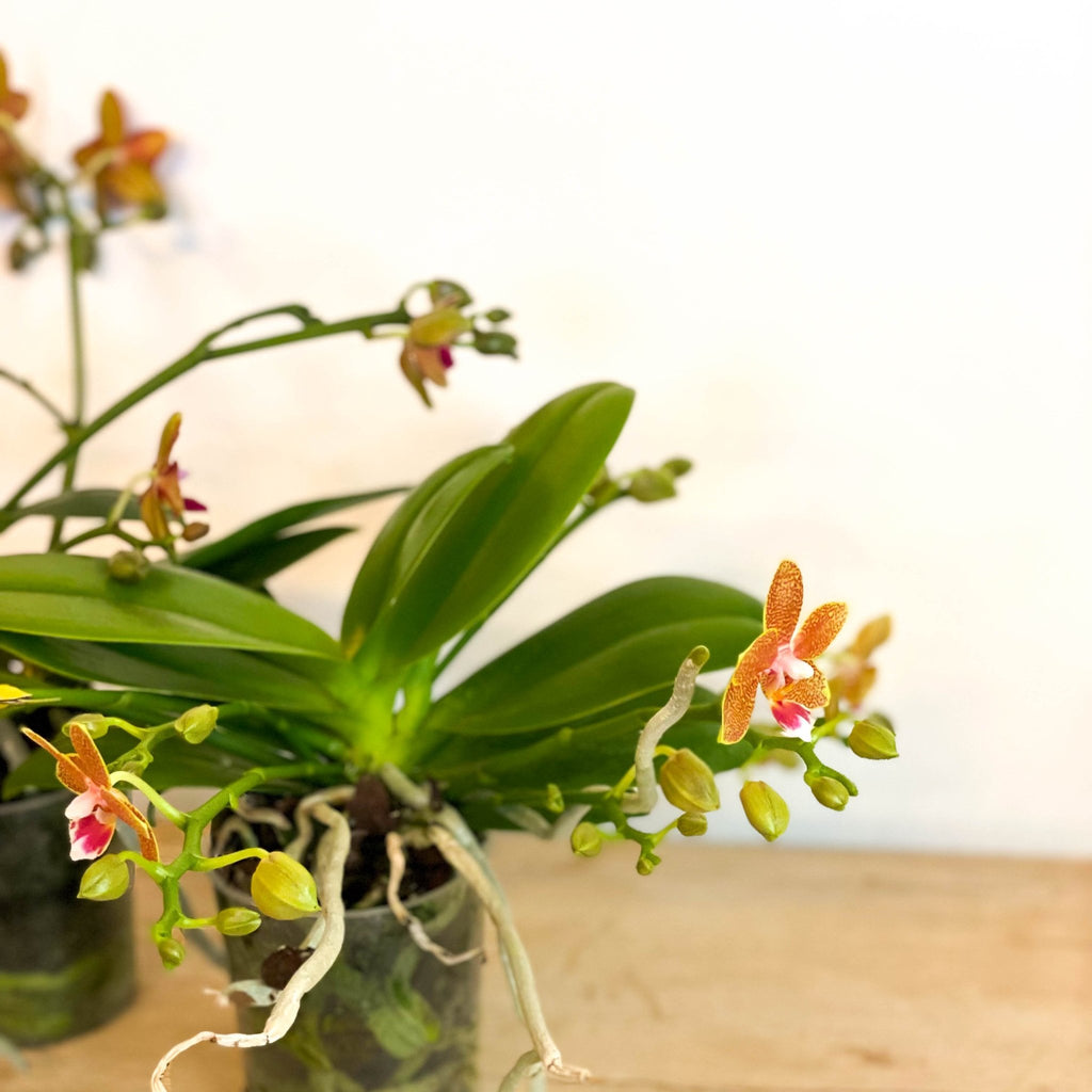 Mixed Moth Orchid - Phalaenopsis - Sprouts of Bristol