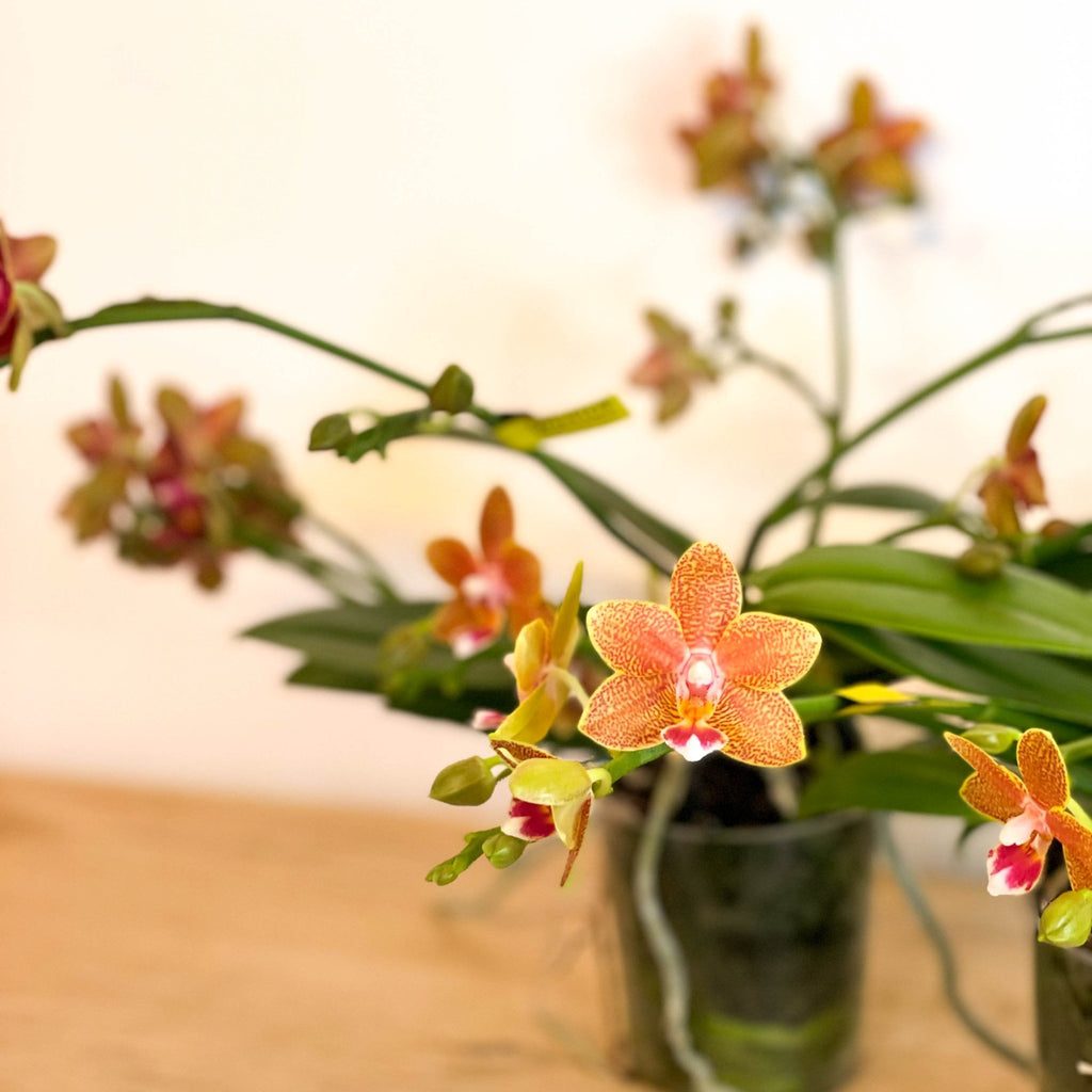 Mixed Moth Orchid - Phalaenopsis - Sprouts of Bristol
