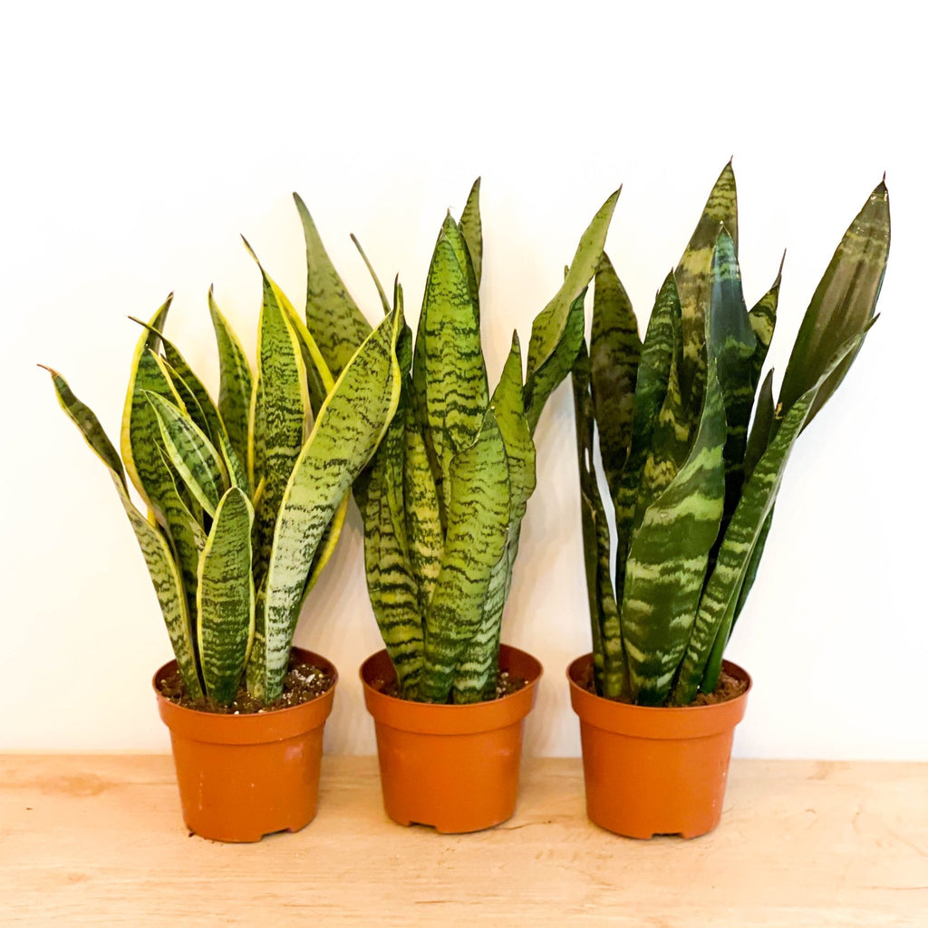 Mixed Snake Plant - Sansevieria - Sprouts of Bristol