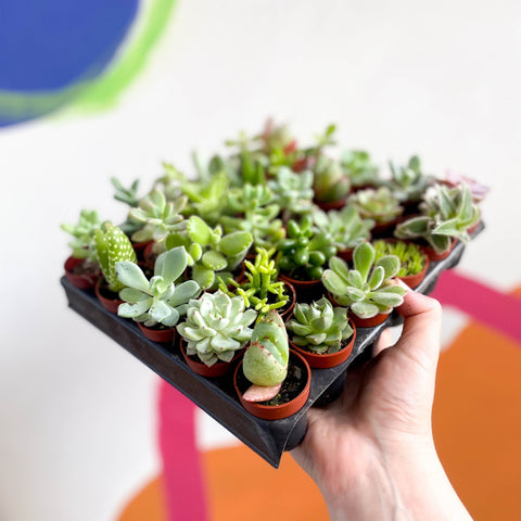 succulent plants uk Mixed Succulent – Sprouts of Bristol