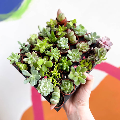 succulent sprouts Mixed Succulent – Sprouts of Bristol