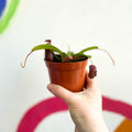 Monkey Jars - Nepenthes lowii x ventricosa - Sprouts of Bristol