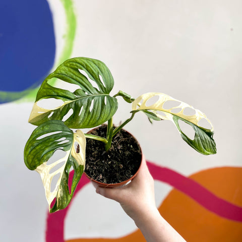 monstera adansonii variegated types Monstera adansonii variegata – Sprouts of Bristol