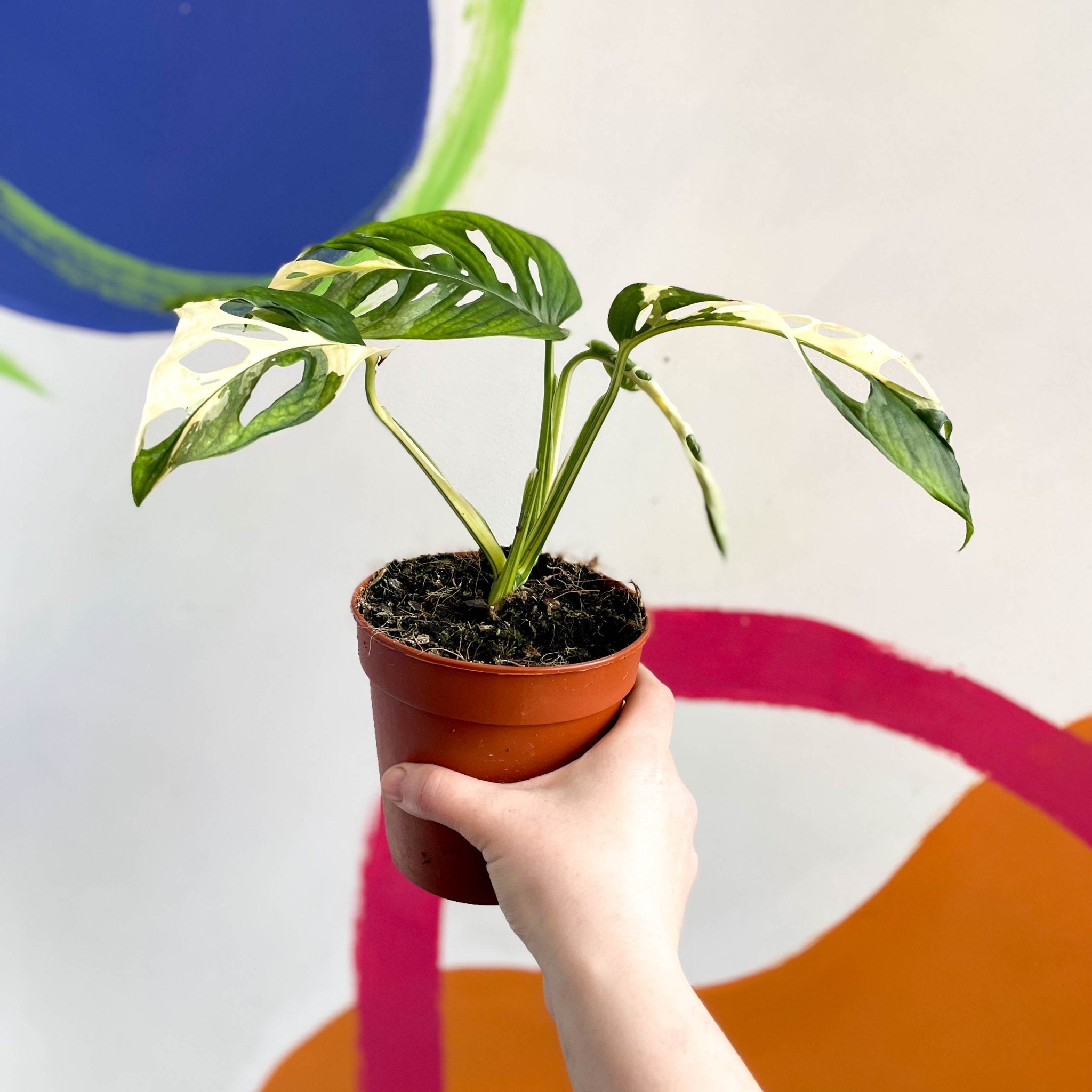 Monstera adansonii Variegata マドカズラ斑入り Monstera Adansonii