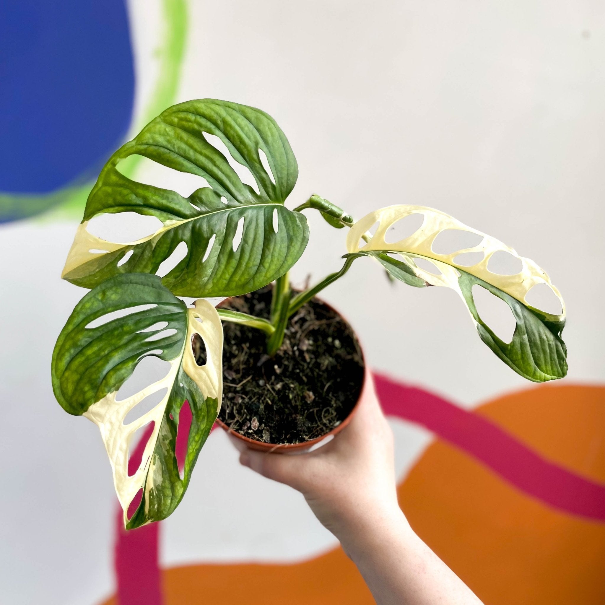 マドカズラ斑入り 01 モンステラ アダンソニー バリエガータ