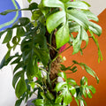 Monstera Minima - Rhaphidophora tetrasperma - Sprouts of Bristol