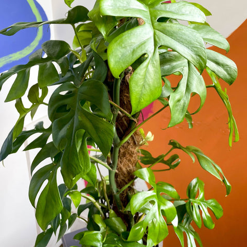 monstera deliciosa - 70 cm green bubble Rhaphidophora tetrasperma