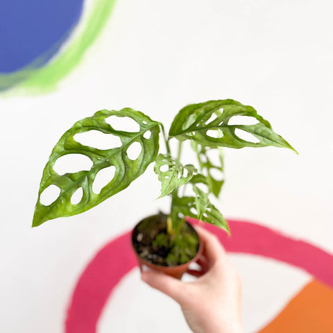 monstera adansonii obliqua peru Monstera obliqua 'Peru' – Sprouts of Bristol