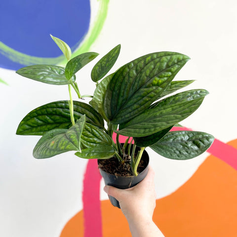 pothos marble planet Epipremnum pinnatum 'Marble Planet'