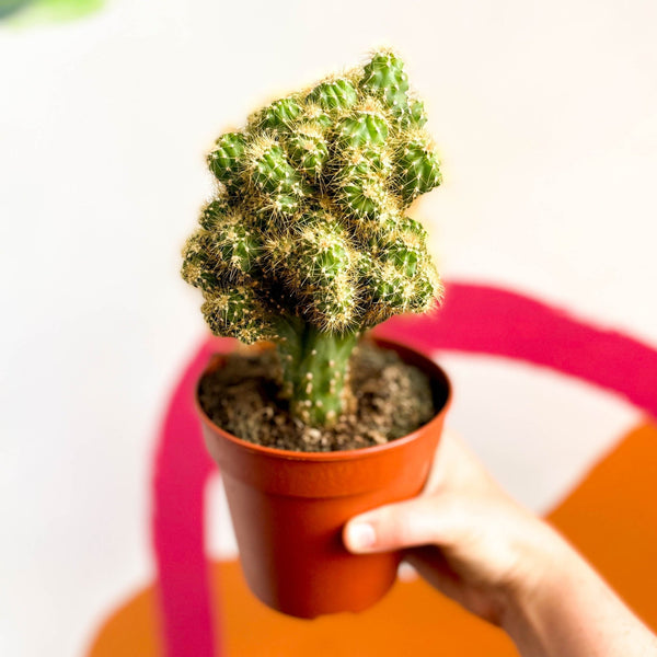 Monstrose Apple Cactus