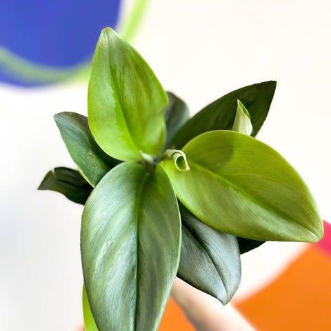treubii pothos Scindapsus treubii 'Moonlight'