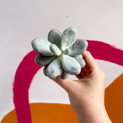 pachyphytum oviferum succulent Pachyphytum oviferum