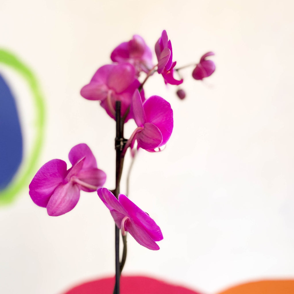 Moth Orchid - Phalaenopsis - Sprouts of Bristol