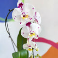 Moth Orchid - Phalaenopsis 'Calypso Cascade' - Sprouts of Bristol