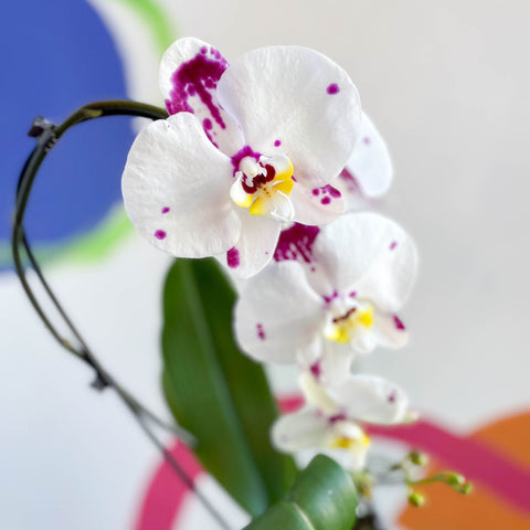 Moth Orchid - Phalaenopsis 'Calypso Cascade' - Sprouts of Bristol