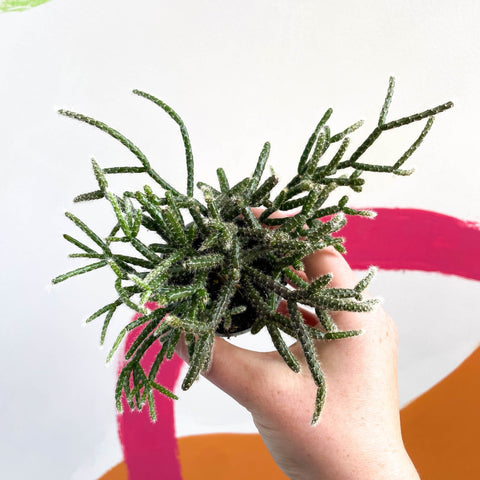 Mouse Tail Cactus - Rhipsalis pilocarpa - Sprouts of Bristol
