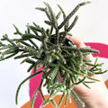 Mouse Tail Cactus - Rhipsalis pilocarpa - Sprouts of Bristol