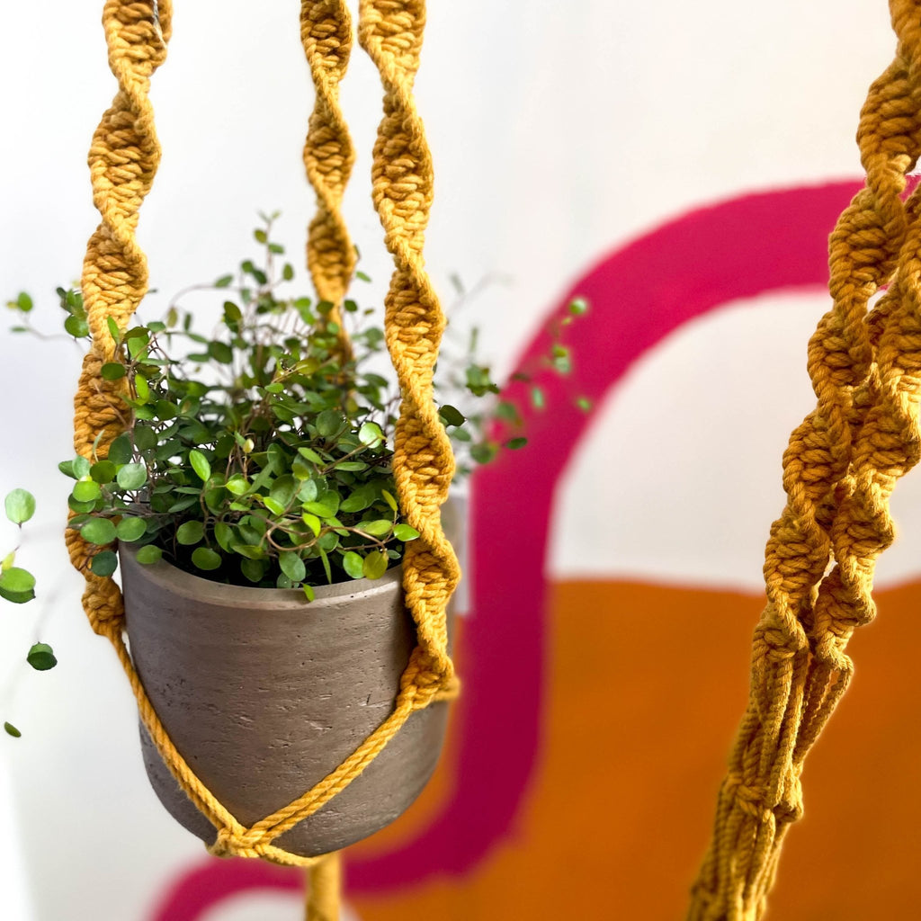 Mustard Yellow Macrame Plant Hanger - Sprouts of Bristol